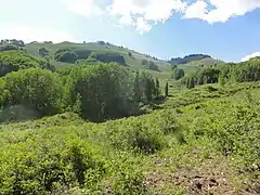 Grassy hills near Lemon Reservoir.