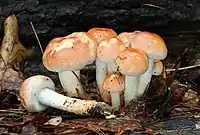 Hypholoma lateritium