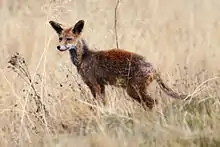  A skinny red-colored fox with its ears wide open looks towards the camera with its eyes, a bit sideways.